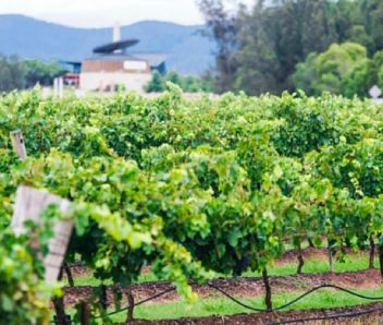A TALE OF TWO CHARDONNAYS